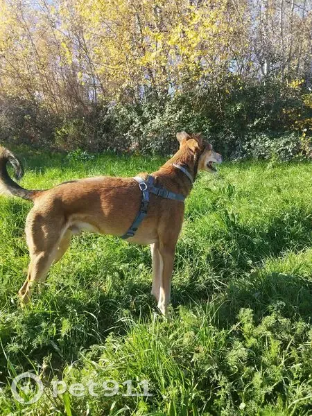 Perdido perro masculino, Paseo de los Rosales, Zaragoza - lleva arnés de colores - photo