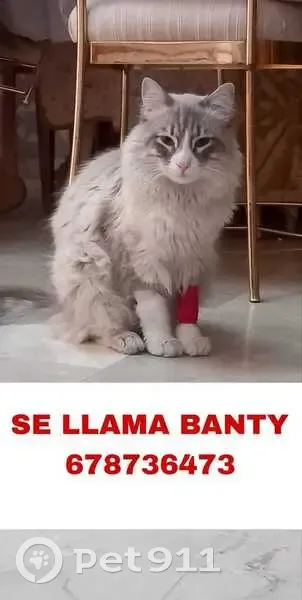 Perdido gato macho, Urbanización Bello Horizonte 4, San Pedro Alcántara - ragdoll blanco y gris - photo