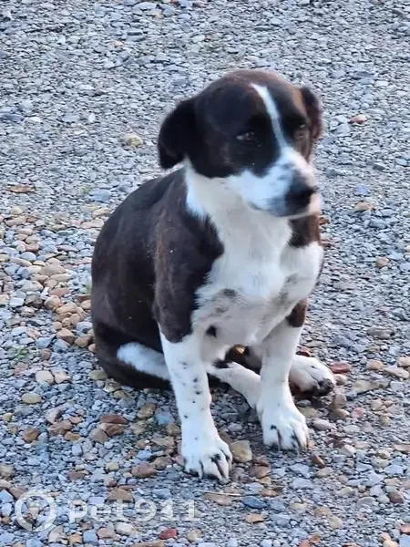 Lost female dog, County Road 28, 1323, Saint Florian - freckles on nose and paws - photo