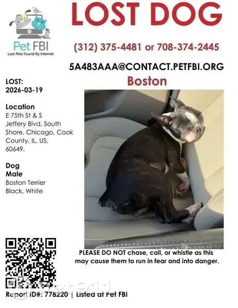 Lost male dog, South Euclid Avenue, Chicago - Boston terrier with one eye - photo