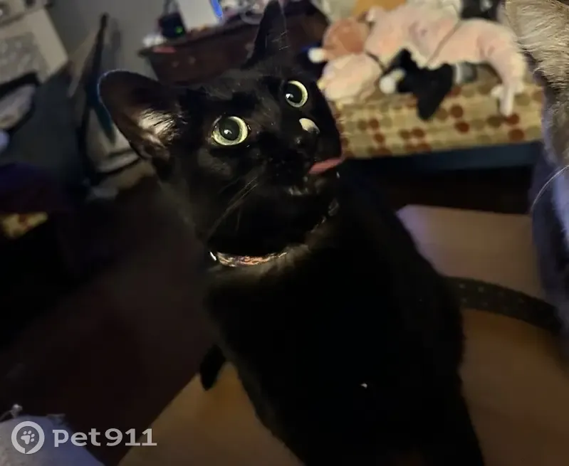 Lost female cat, Nature Way, Benton - friendly and a bit chunky - photo