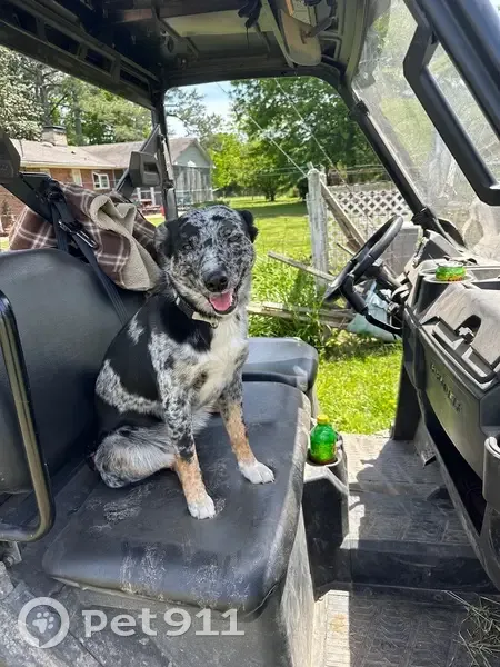 Lost female dog, Easter Ferry Road, Decatur - Australian Shepard/heeler mix - photo