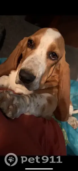 Lost female dog, North 2nd Street, 941, Arkansas City - red and white basset hound - photo