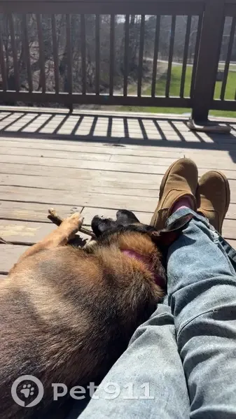 Lost female dog, Big Spruce-Little Bear Road, 19, Otway - 7 months old - photo