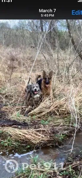 Lost male dog, U.S. 82, Callisburg - German Shepherd needs special meds - photo