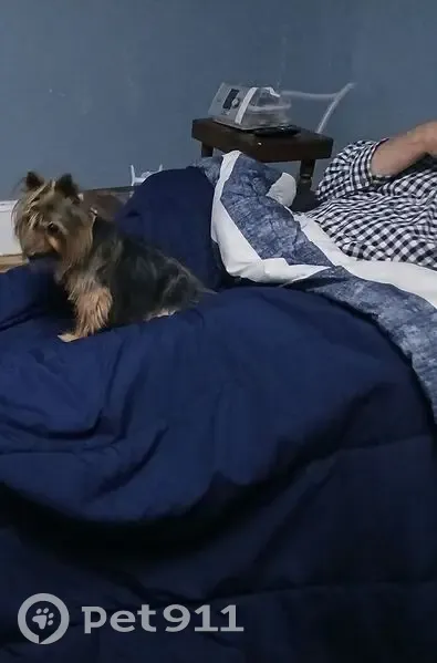 Lost female dog, South Old Floral City Road, Floral City - black tan with some white on face - photo