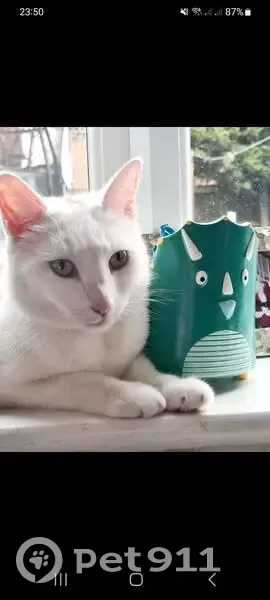 Lost female cat, Ellesmere Road, Leicester - pure white with green eyes - photo