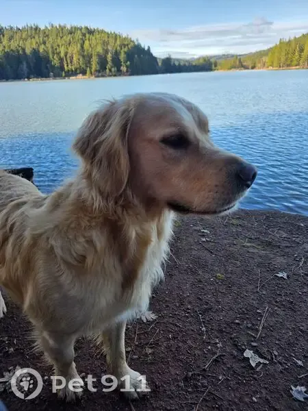 Lost male dog, Reeves Creek Road, 1201, Selma - golden retriever - photo
