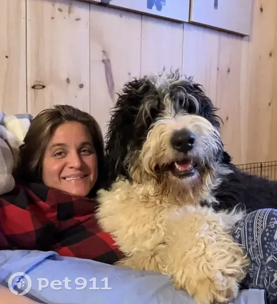 Lost male dog, Steele Station Road, Rainbow City - black and white Bernadoodle - photo