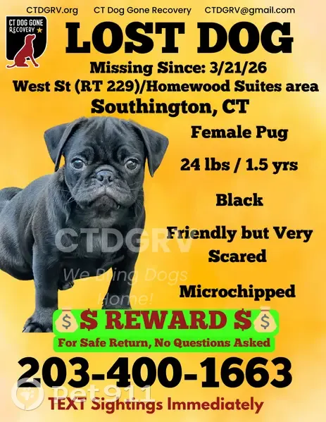 Lost female dog, Berlin Avenue, 100, Southington - black pug - photo