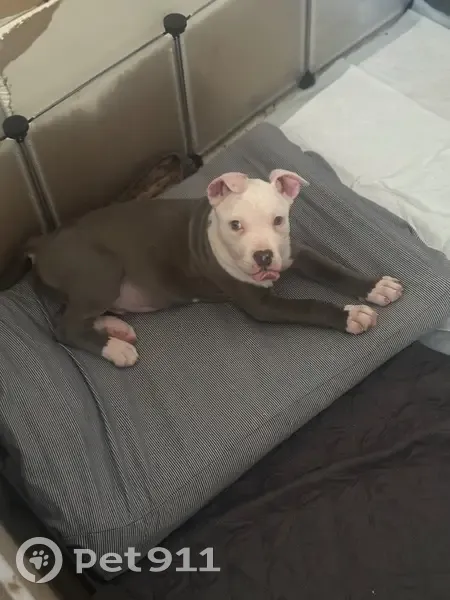 Lost male dog, West Trickey Lane, Jacksonville - around 13 weeks old - photo