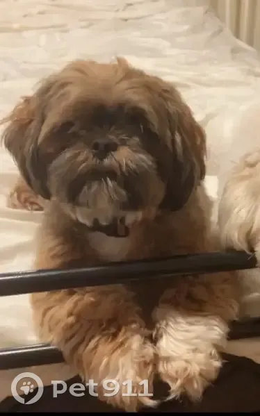 Lost Female Dog, North Frederick Pike, Gore - shitzu weighing 12 pounds - photo