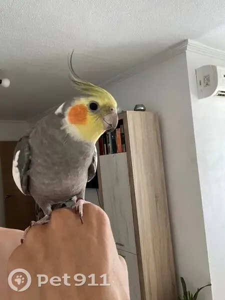 Perdido ave masculino, Calle Gorrión, 14, Sevilla - ninfa con anilla Roja - photo