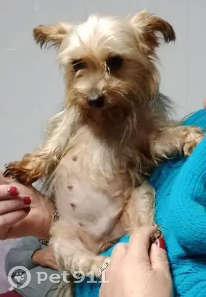 Perdido perro hembra, Lugar Pousadoira, s/n, Brexo-Lema, Zaragoza - Yorkshire pequeña - photo