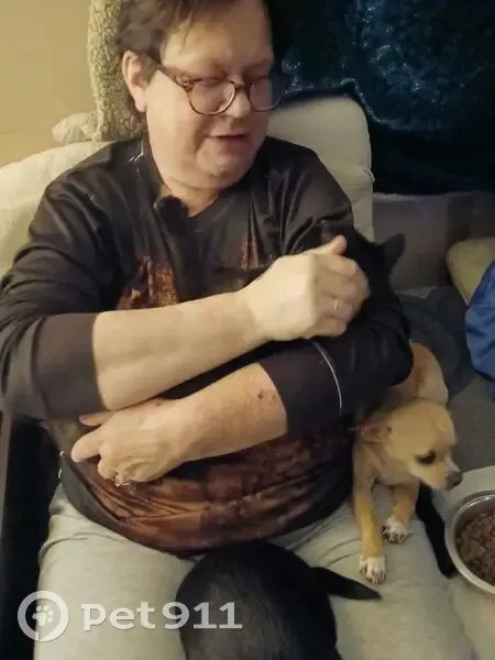 Lost female dog, Six Points Road, Ellenboro - biscuit color with white markings - photo