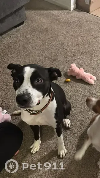 Lost Male Dog, Georgetown, Ohio - Blue eyes, black and white - photo