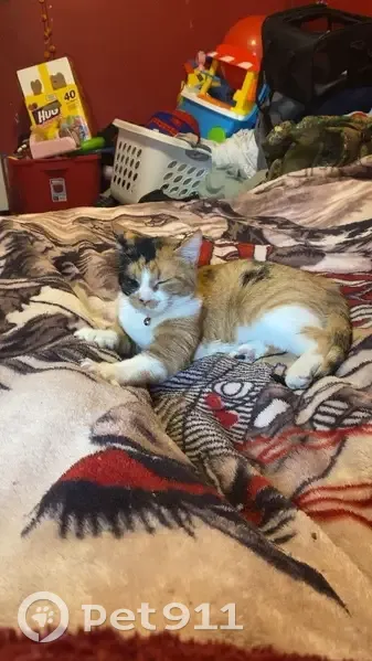 Lost female cat, AR 220, Lee Creek, Cedarville - orange, black, and white with pink collar - photo