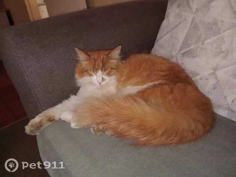 Lost male cat, Philip Le Roux Avenue, Randburg - photo