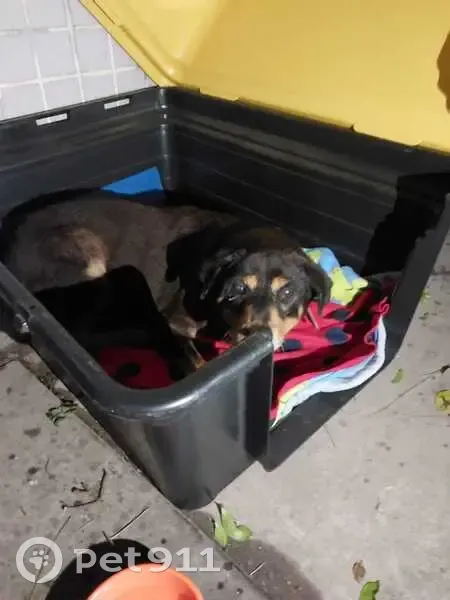 Cachorro encontrado Fêmea (brf002501) - photo