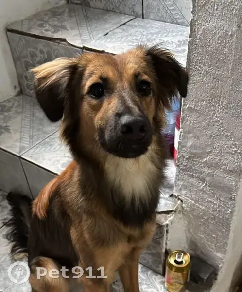 Cachorro perdido Fêmea (brl002502) - photo