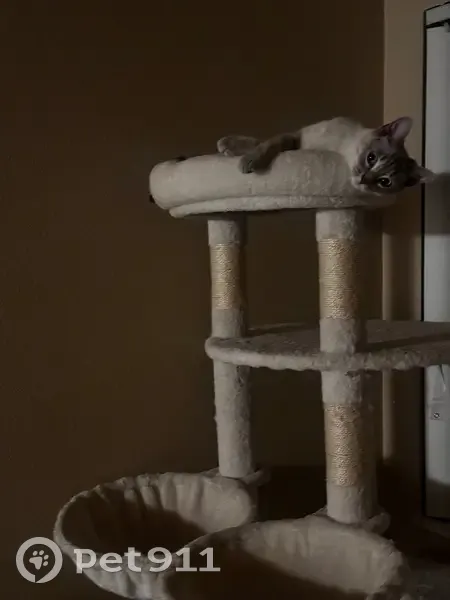 Lost female cat, South Birch Street, 1141, Denver - responds to Pearly or Perla - photo