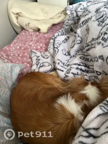 Lost male dog, U.S. 11, Syracuse - deer head long hair chihuahua - photo