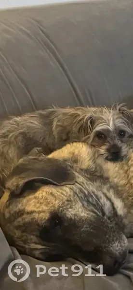 Lost female dog, Trenton, New Jersey - Shih Tzu mix - photo