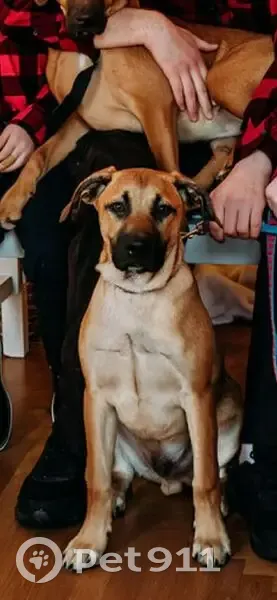 Lost male dog, Silver Springs, Wimauma - sweet boy who loves to run - photo