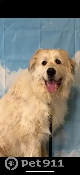Lost female dog, Mount Torrey Road, Lyndhurst - Great Pyrenees, shy and afraid of loud noise - photo