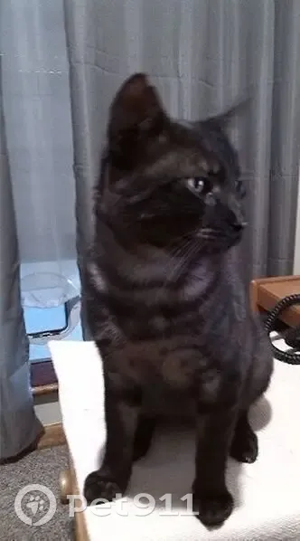 Found male cat, Coolibah Drive, Murray Bridge - very friendly and affectionate - photo