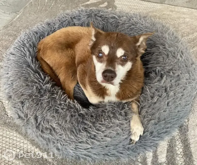 Lost male dog, Sylvania Drive, Taylors, Nashville - named Boo - photo