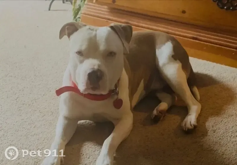 Lost male dog, Marche Lateral Road, North Little Rock - white and brown pit - photo