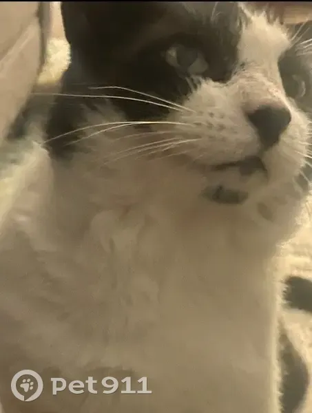 Lost male cat, Northwest Highway, Garland - black and white, green eyes - photo