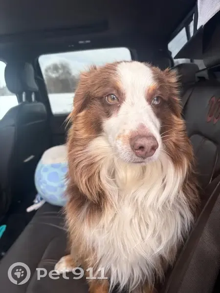 Lost male dog, North 320th Avenue, Genoa - red mini Aussie - photo