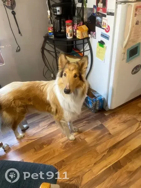 Lost male dog, Fullerton, Nebraska - slender build - photo