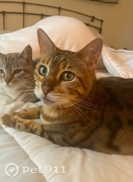 Lost female cat, East 9th Street, Loveland - brown Bengal - photo