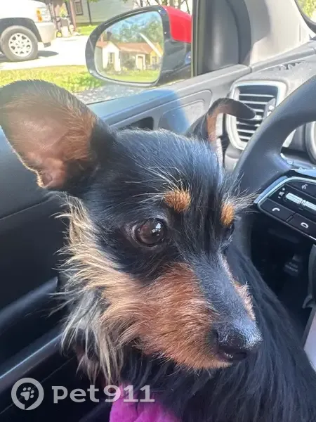 Lost female dog, East Crossland Boulevard, Grand Prairie - little black chihuahua - photo