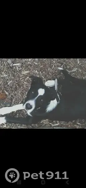 Lost male dog, Lawrence Wackett Crescent, Calwell - black and white border collie - photo