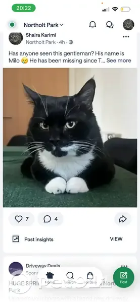 Lost male cat, Wincanton Crescent, Holborn - very vocal and microchipped - photo