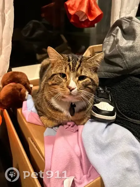 Lost male cat, 19th Avenue Southwest, Burien - white spot on nose - photo