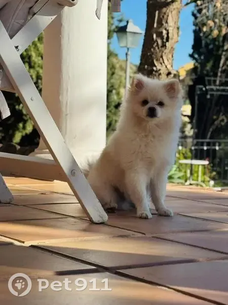Perdido perro macho, Calle Zeus, 2, Benalmádena - pomeranian joven - photo