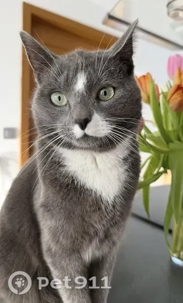 Perdu Chat mâle, Rue Henri Dunant, Armentières - gris et blanc - photo