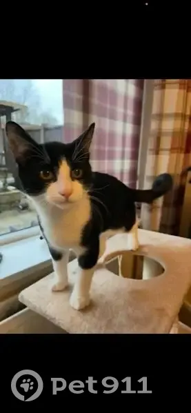 Lost male cat, Heath Hayes and Wimblebury, Cannock - white blob on tail - photo