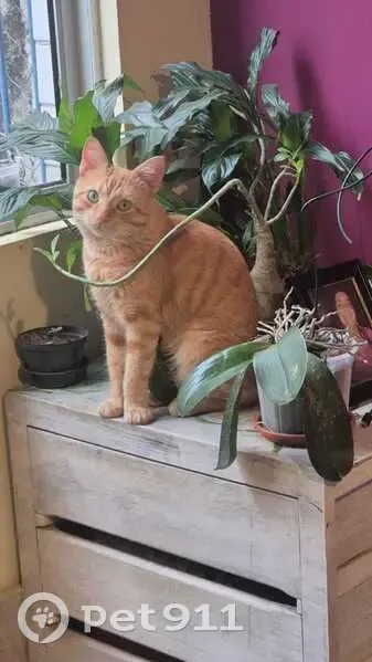 Gato desaparecido Macho (brl002503) - photo