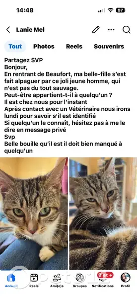 Chat trouvé, Rue de la Chaussée, Beaufort-en-Anjou - jeune chat - photo