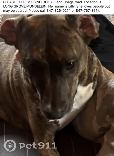 Missing dog Female, Long Grove (usl533202) - photo