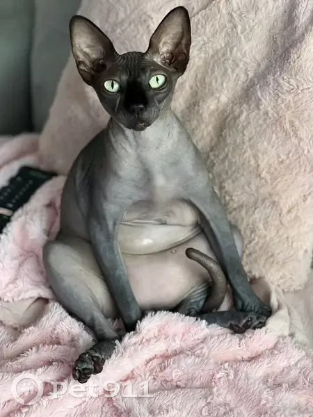 Chat perdu, Allée Ernest Bricard, Avrillé, Nantes - SPHYNX gris noir - photo