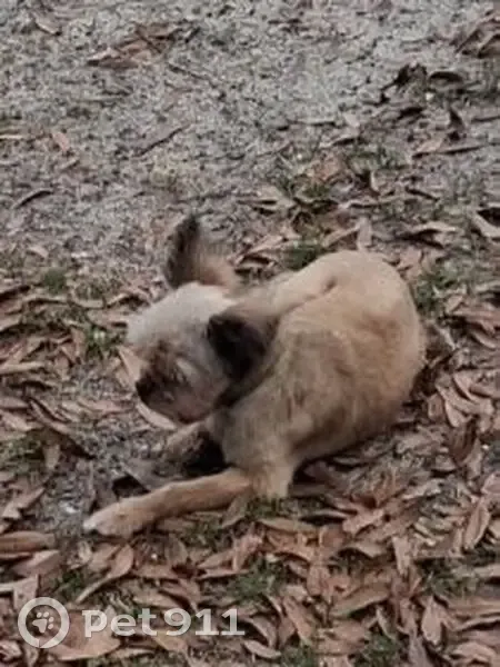 Lost male dog, Forest Park Drive, Pensacola - may be injured - photo