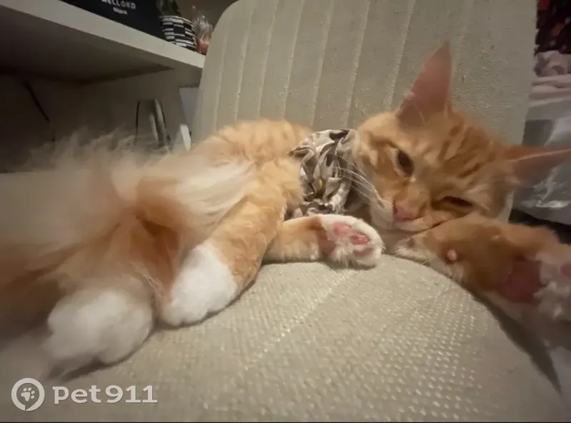 Lost male cat, West 4th Street, Williamsport - orange tabby with green/hazel eyes - photo