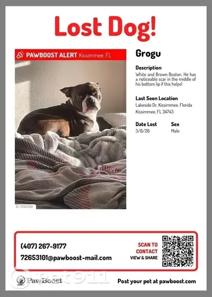 Lost male dog, Black Powder Lane, Kissimmee - brown with white neck and scar on lips - photo